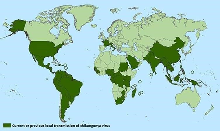 Chikungunya virus CHIKV mosquito PARAKITO